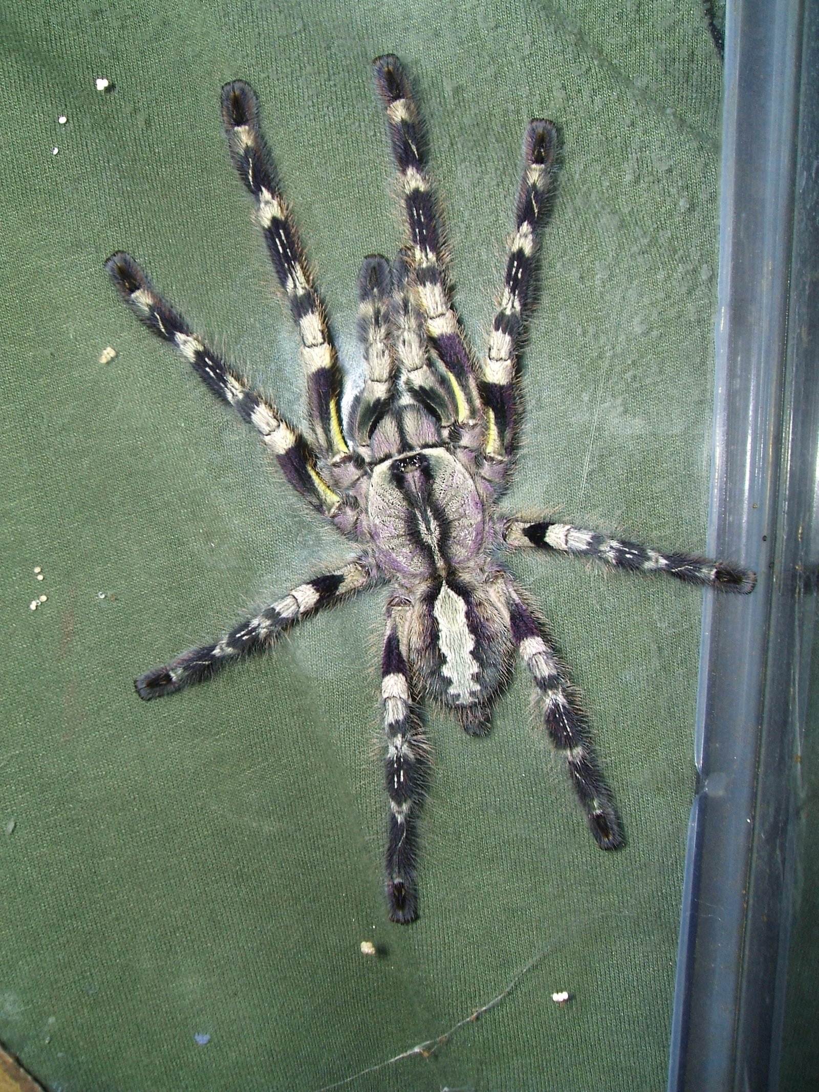 Indian Ornamental (Poecilotheria regalis)