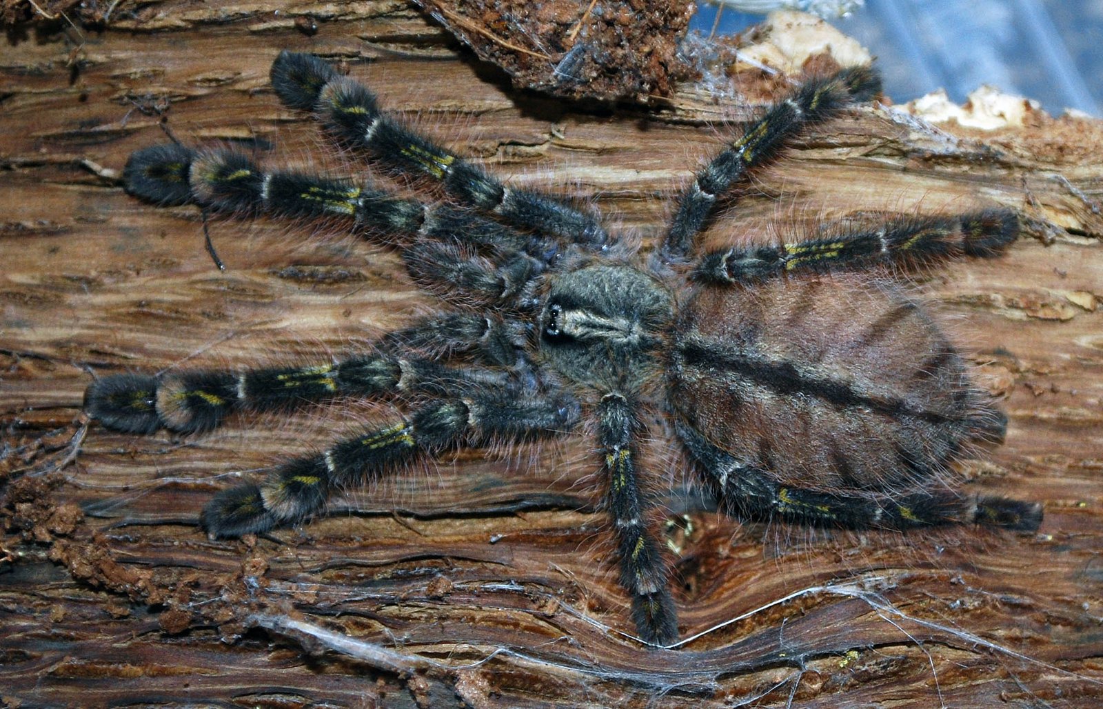 Red Slate Ornamental Tarantula (Poecilotheria rufilata)