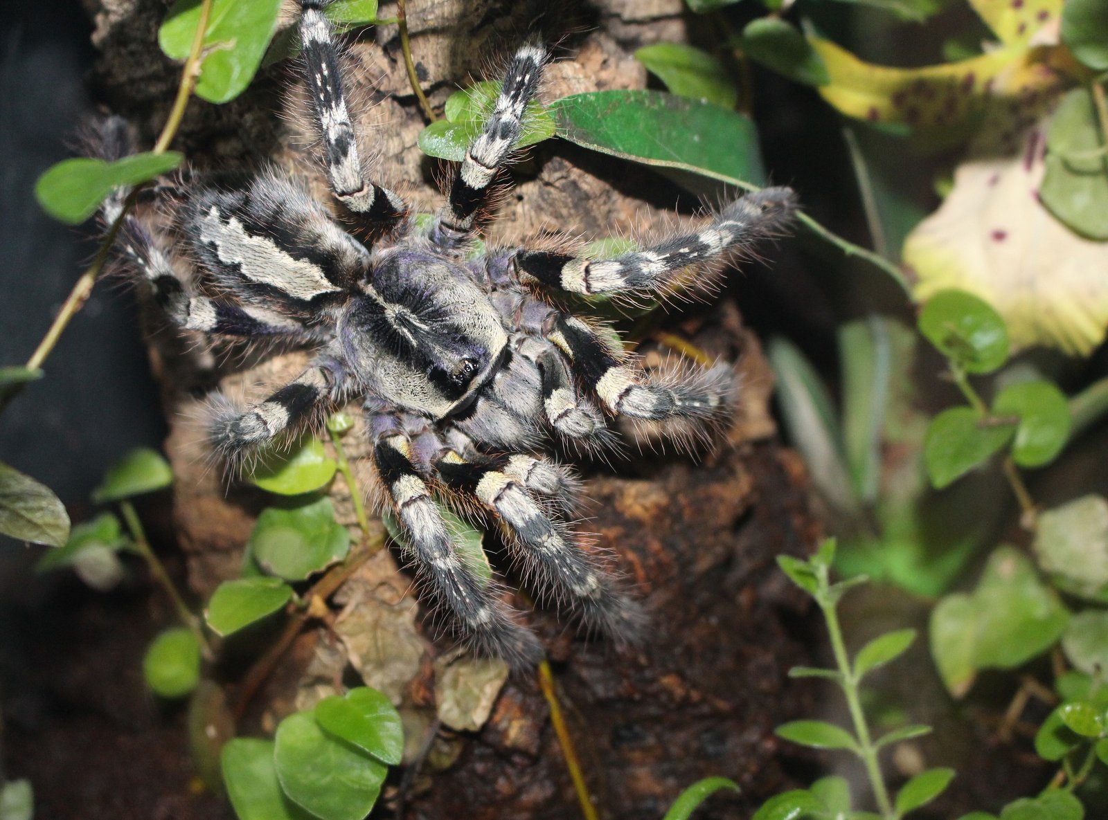 Mysore Ornamental Tarantula (Poecilotheria striata)