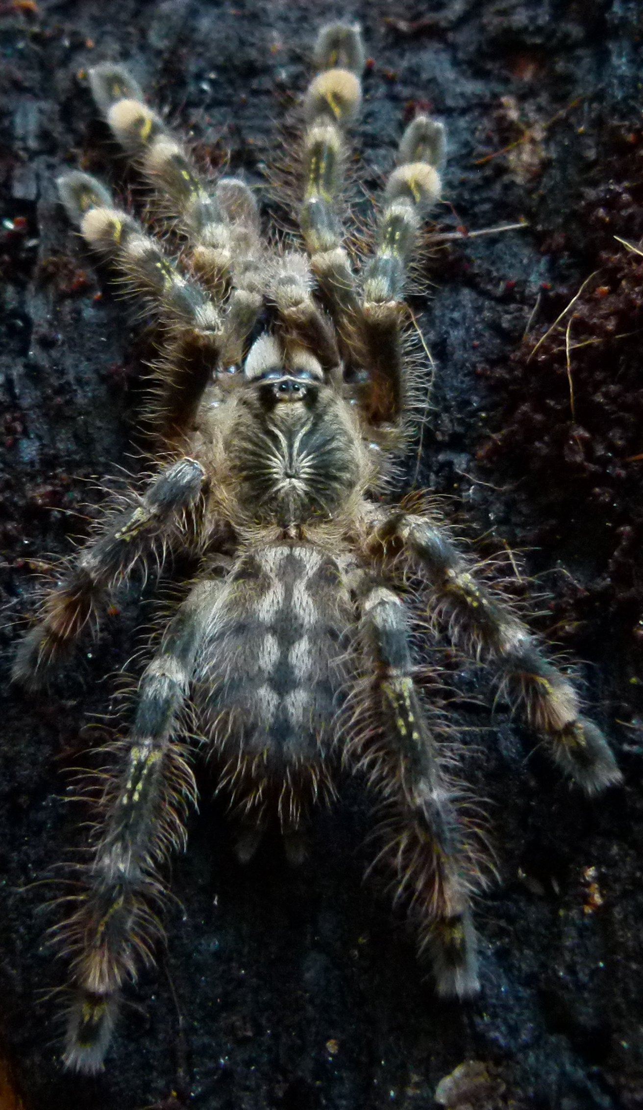 Ivory Ornamental (Poecilotheria subfusca)