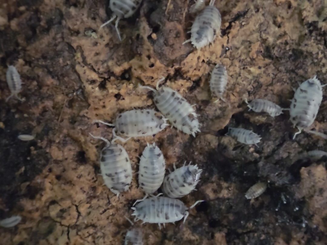 Dairy Cow Isopod (Porcellio laevis)