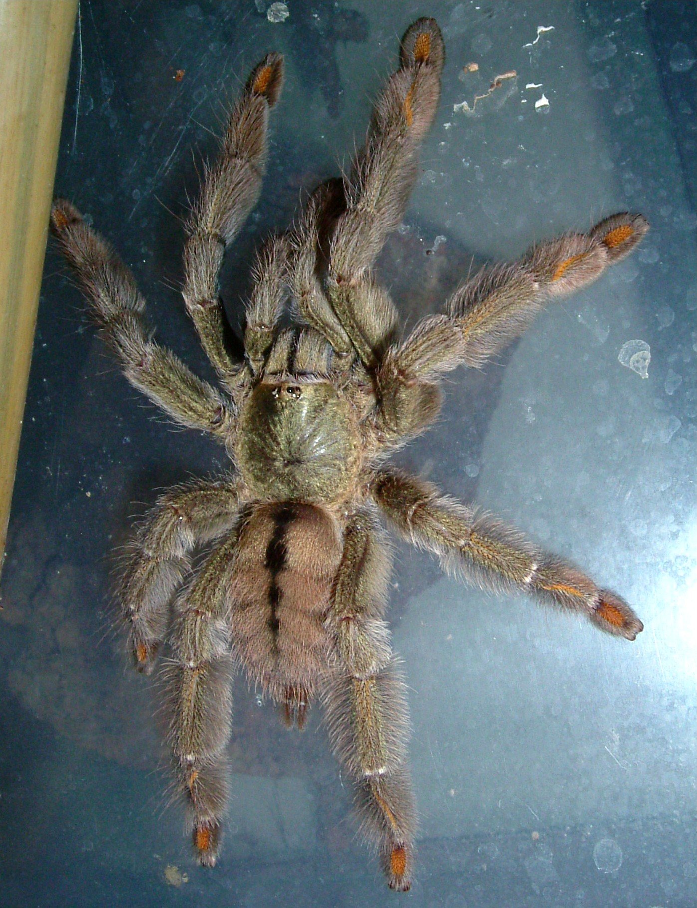 Trinidad Chevron (Psalmopoeus cambridgei)