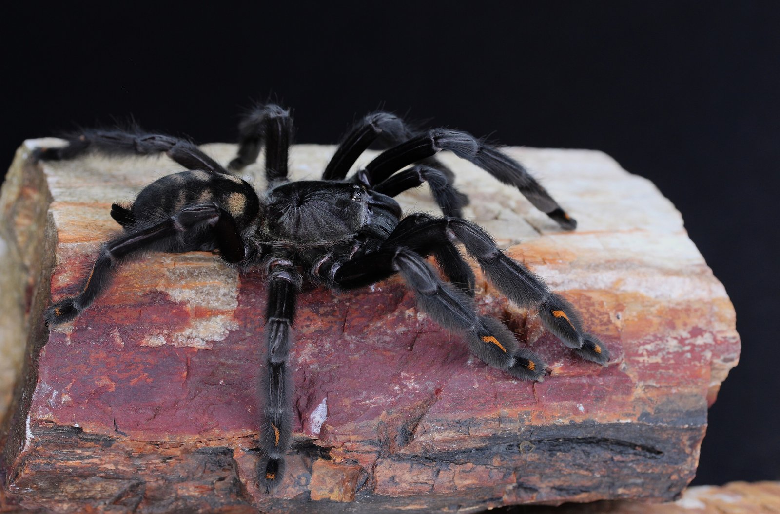 Venezuelan Suntiger (Psalmopoeus irminia)