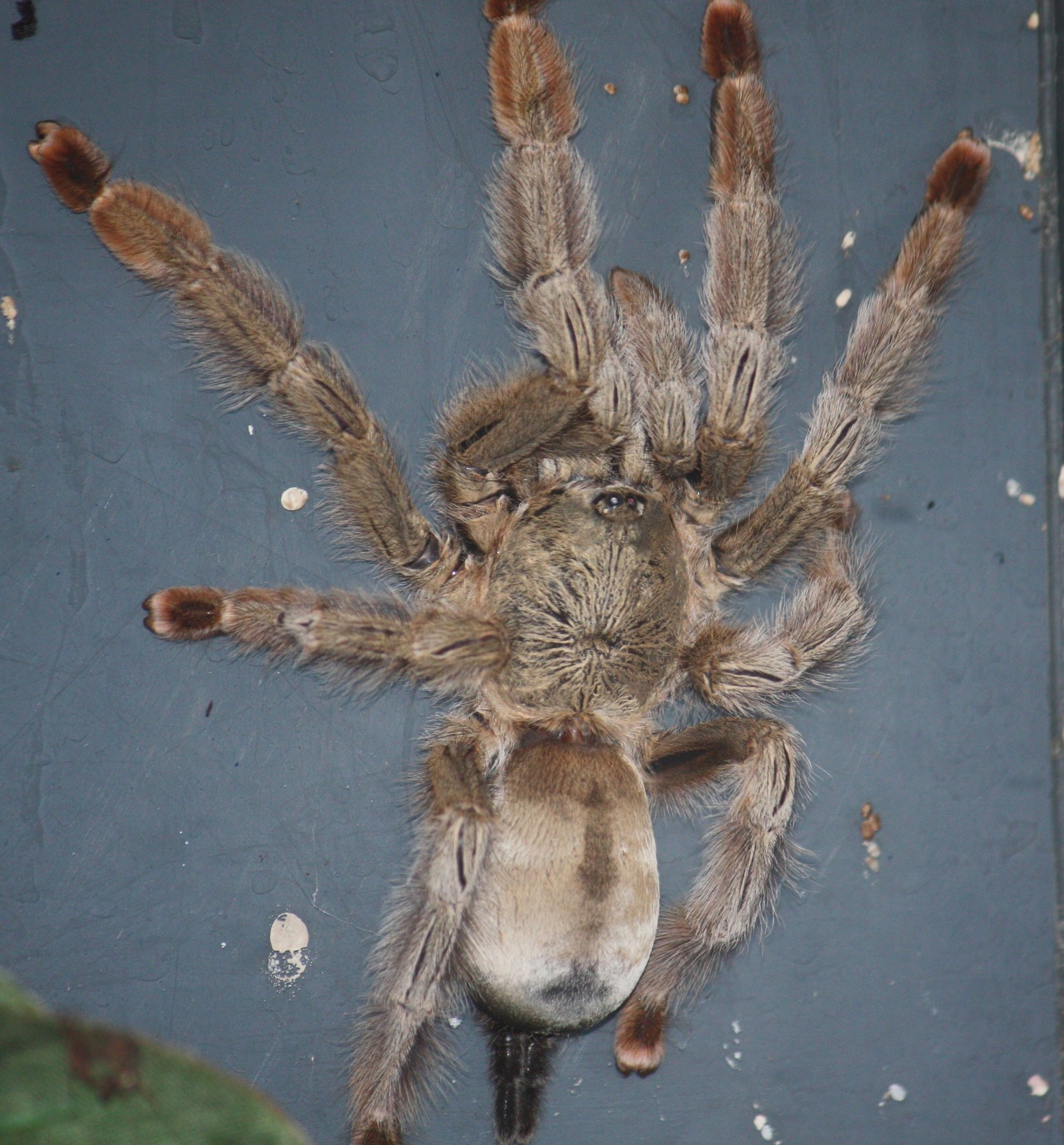 Panama Blonde Tarantula (Psalmopoeus pulcher)