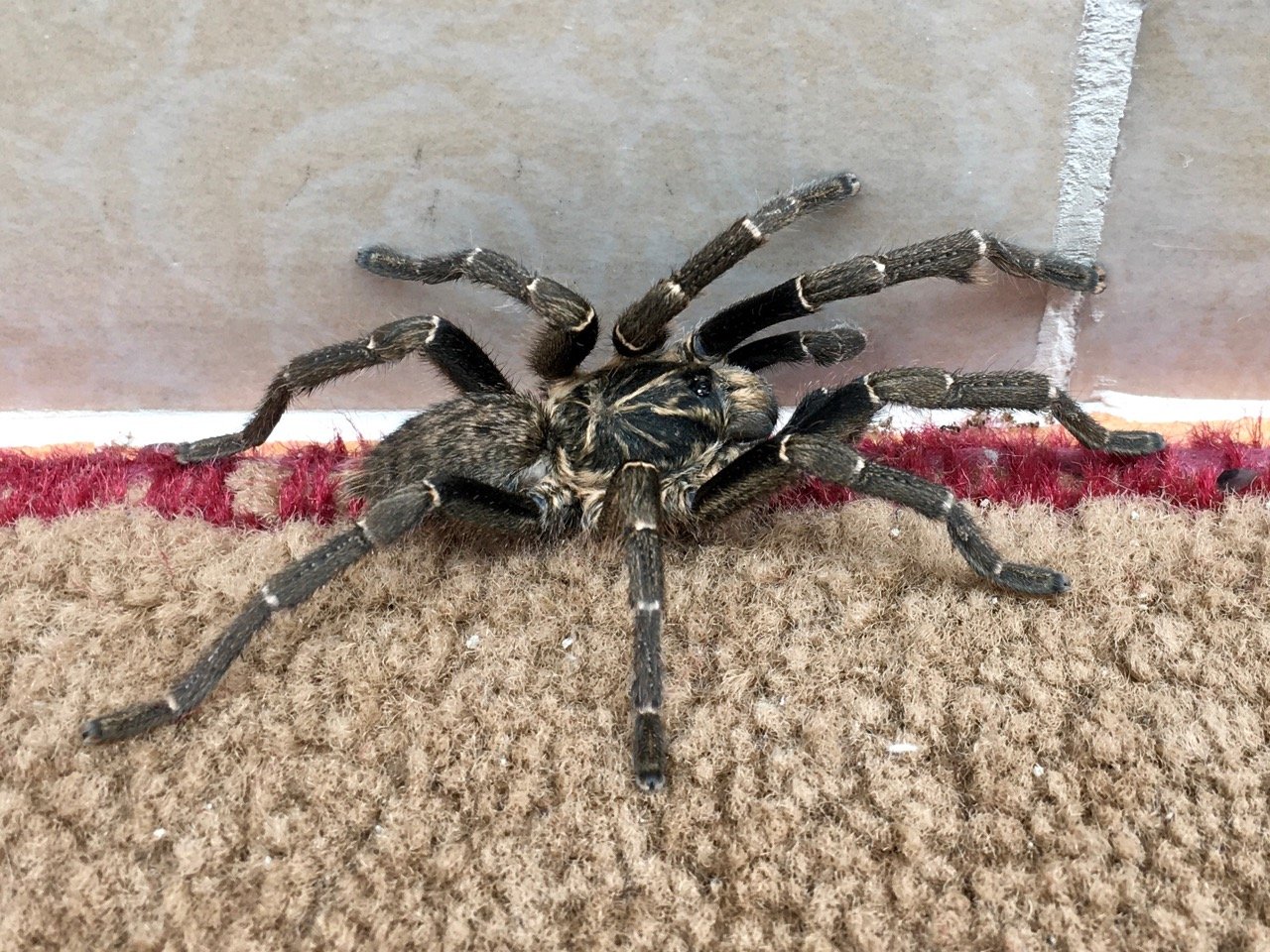 Kilimanjaro Baboon Tarantula (Pterinochilus chordatus)
