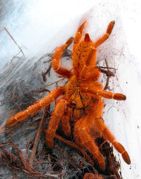 Orange Baboon Tarantula (Pterinochilus murinus)