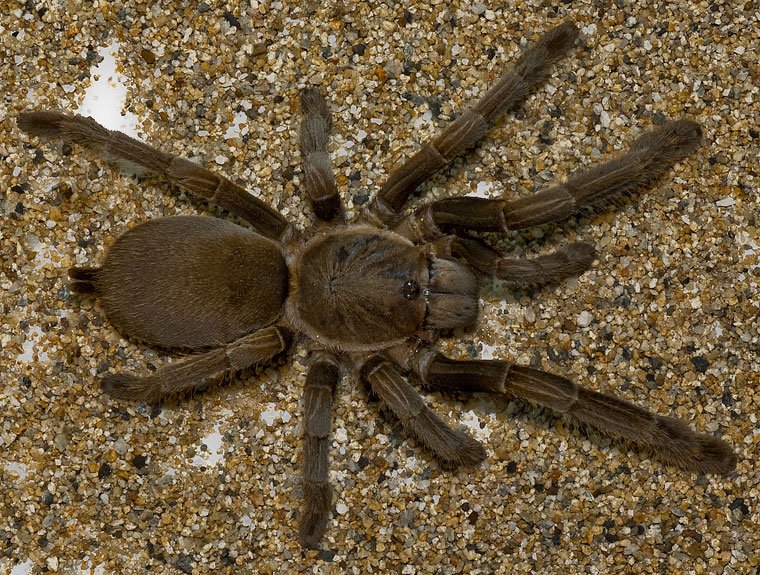 Queensland Whistling Tarantula (Selenocosmia crassipes)