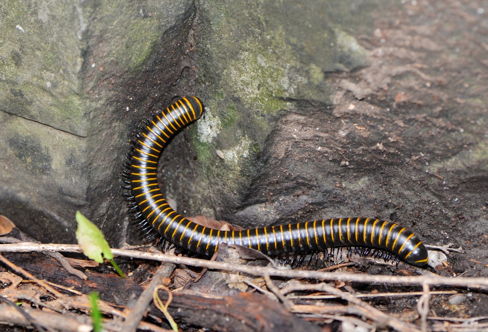 Chinese Millipede (Spirobolus bungii)