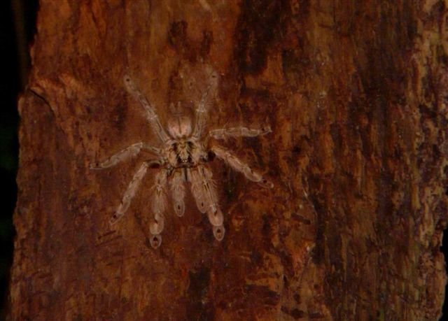 Featherleg Baboon (Stromatopelma calceatum)