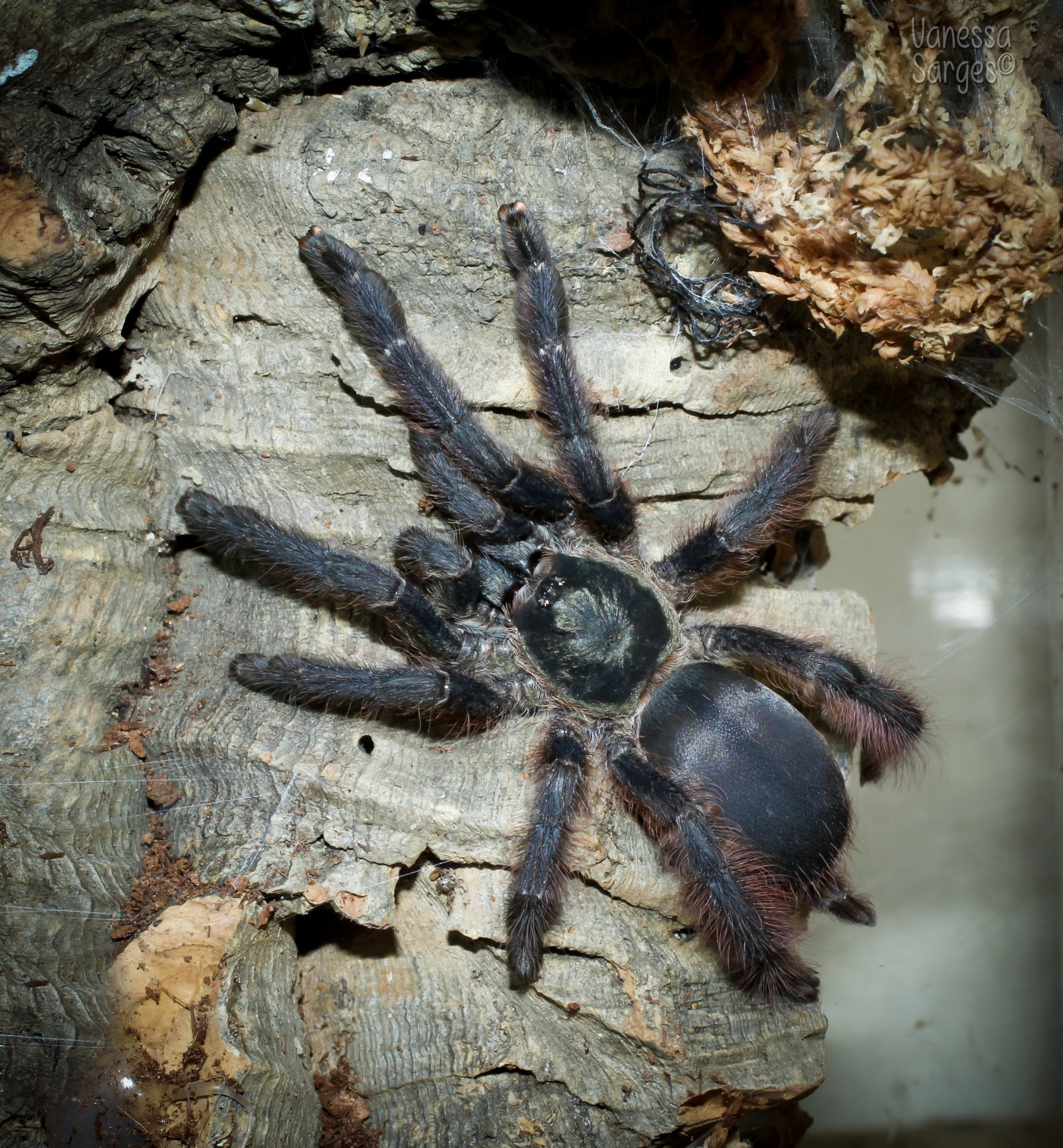 Orange Tree Spider (Tapinauchenius plumipes)