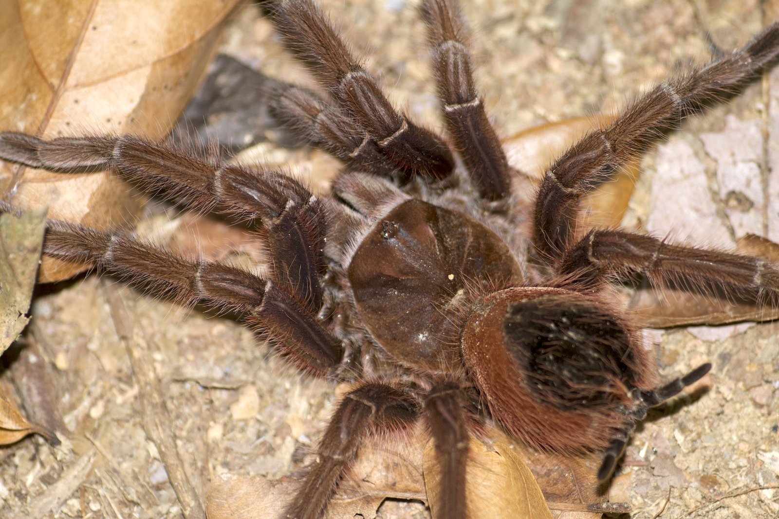 Pinkfoot Goliath Birdeater (Theraphosa apophysis)