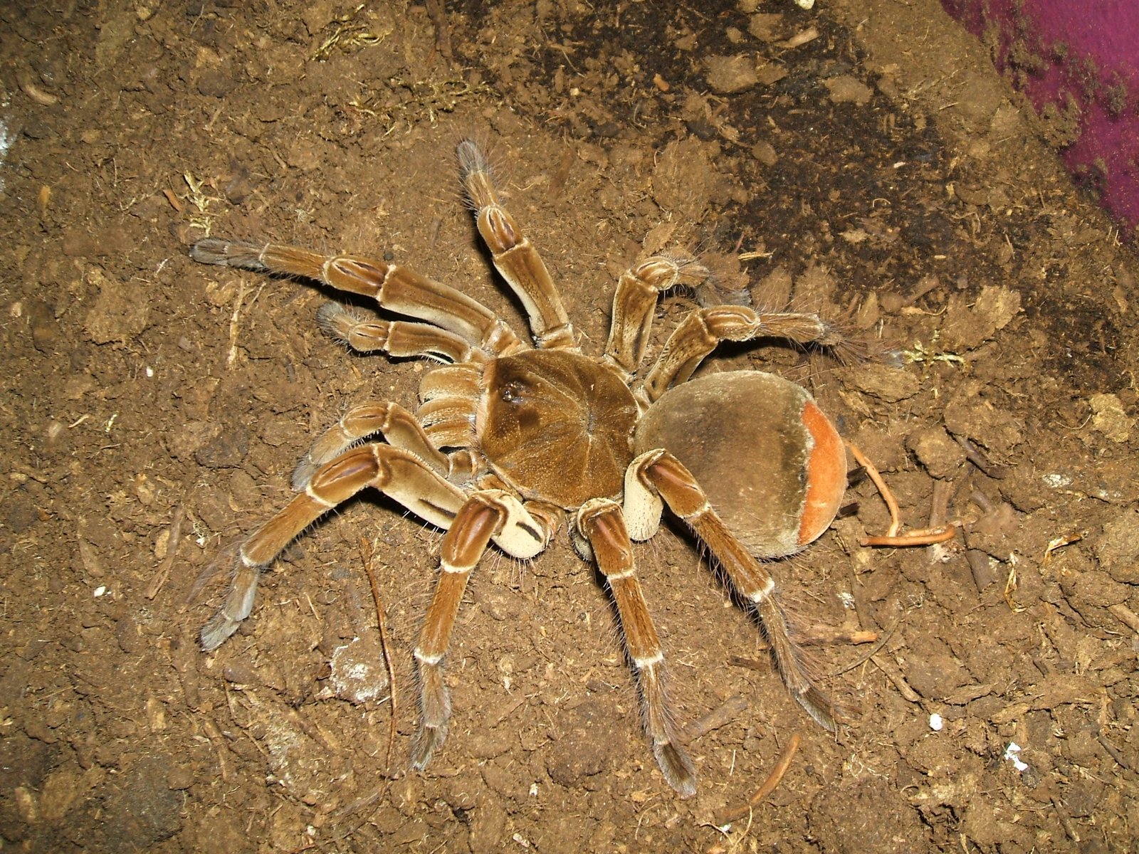 Burgundy Goliath Birdeater (Theraphosa stirmi)