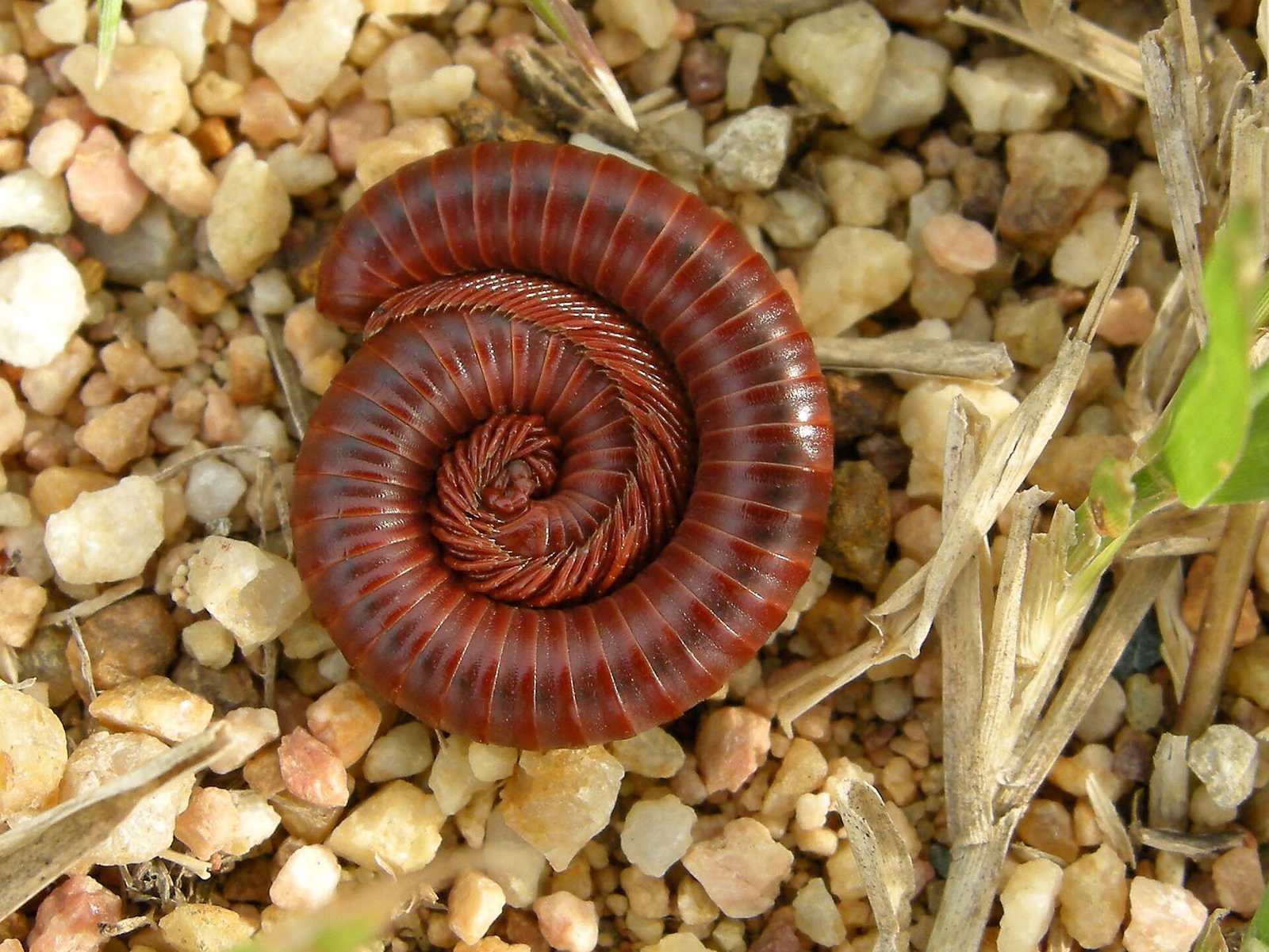 Spike-Tail Millipede (Thyropygus allevatus)