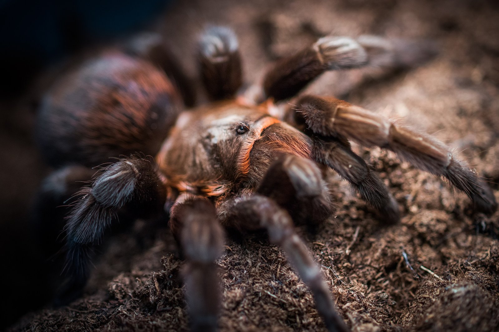 Mexican Black Velvet Tarantula (Tliltocatl kahlenbergi)