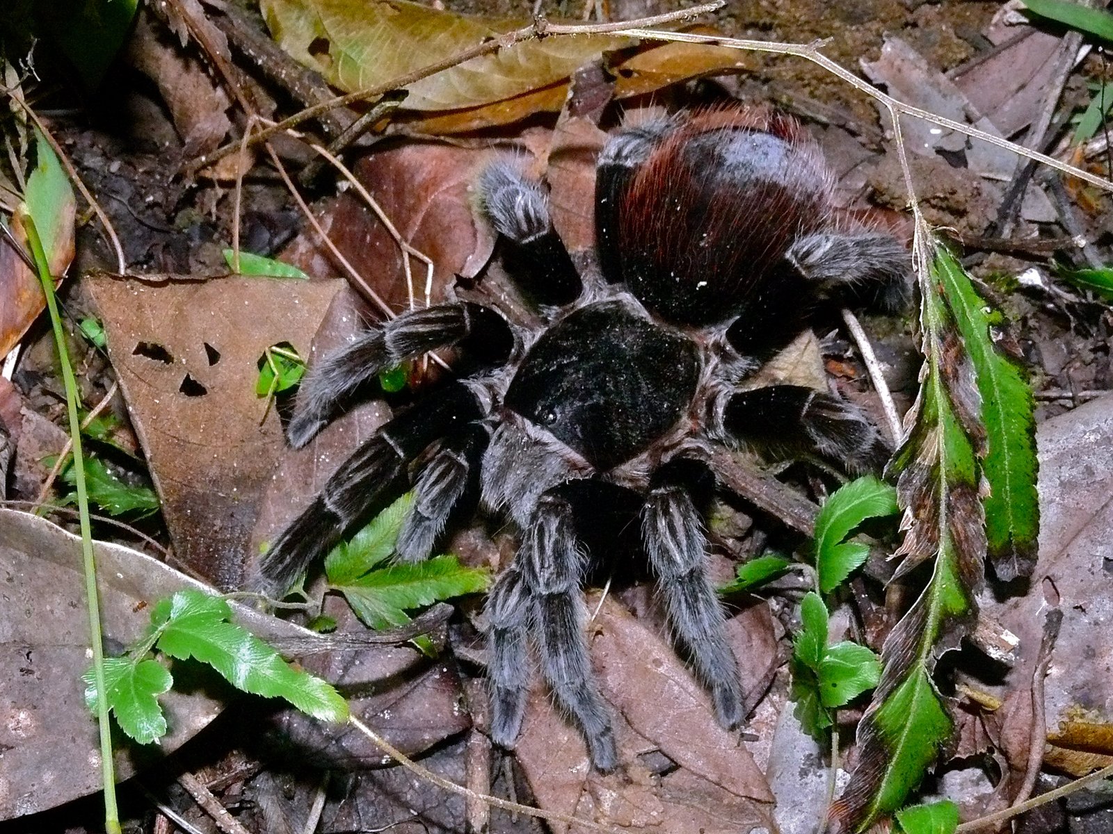 Mexican Red Rump (Tliltocatl vagans)