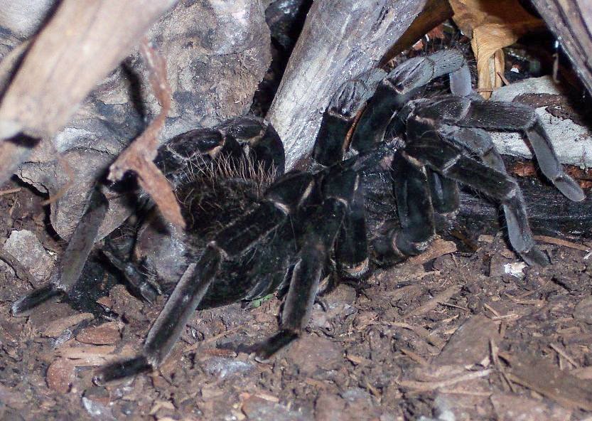 Colombian Lesser Black Tarantula (Xenesthis immanis)