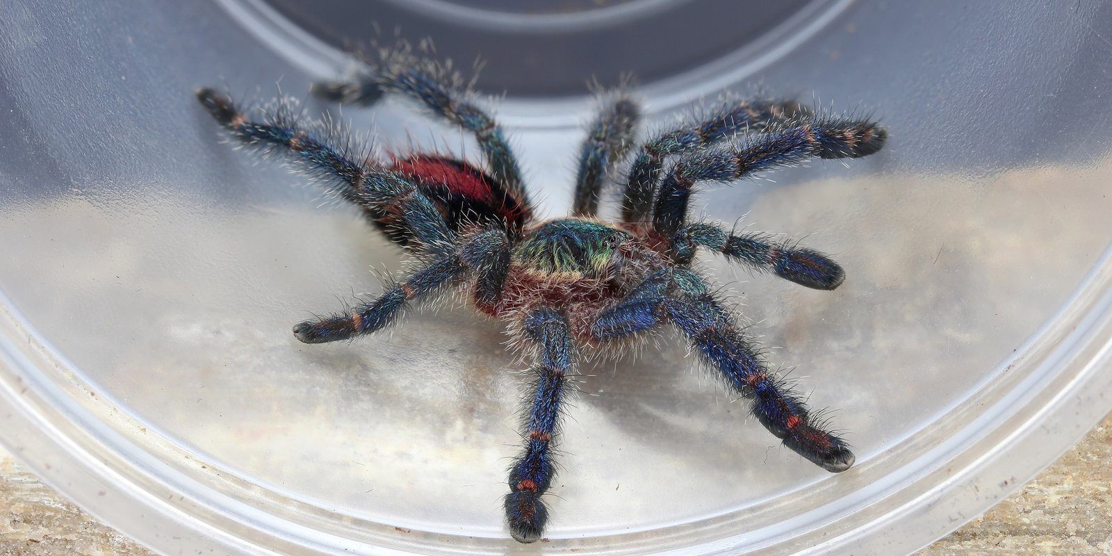 Amazon Sapphire Pinktoe (Ybyrapora diversipes)